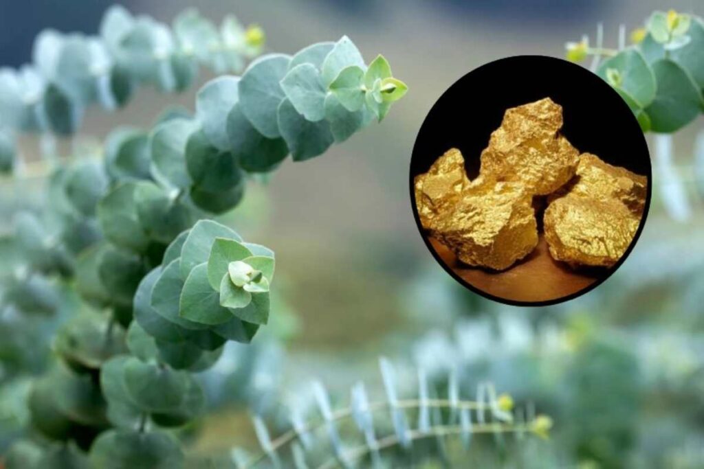 Pianta oro