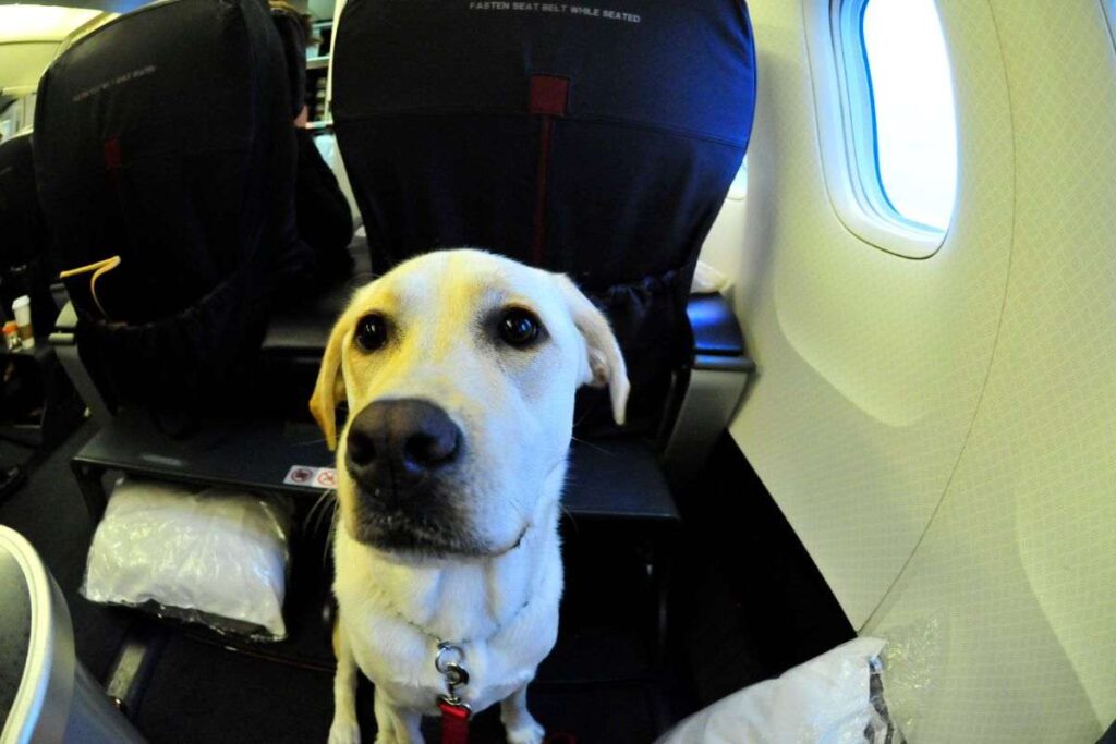 da oggi anche i cani di grossa taglia possono salire in aereo con noi: ma a delle condizioni