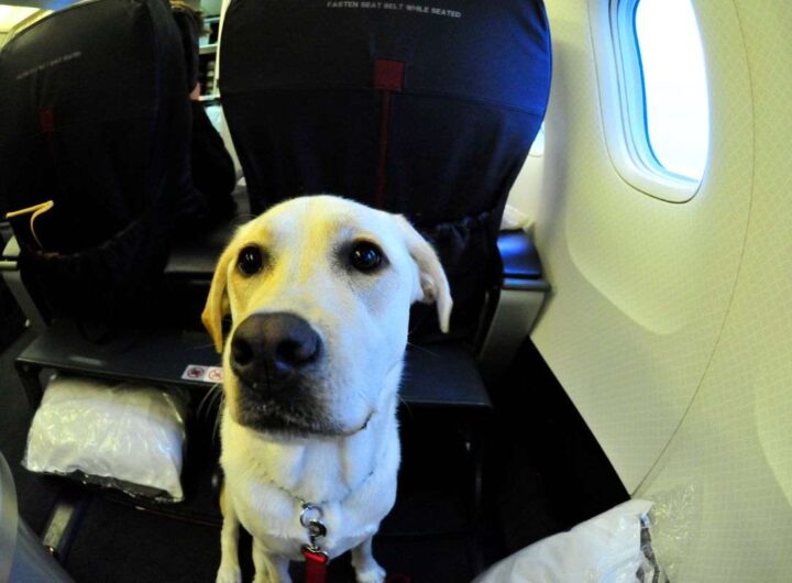 da oggi anche i cani di grossa taglia possono salire in aereo con noi: ma a delle condizioni