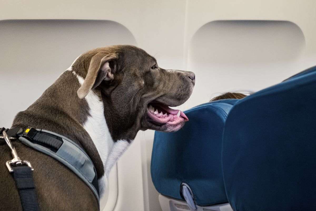 da oggi anche i cani di grossa taglia possono salire in aereo con noi: ma a delle condizioni