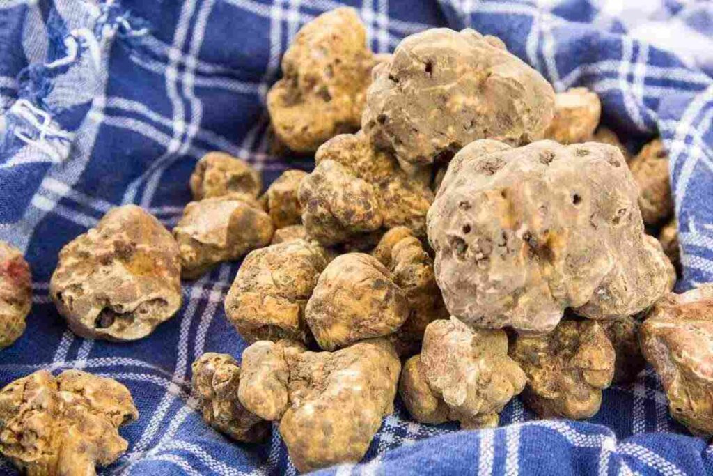In questo periodo dell'anno è magica, la "Città del tartufo" patrimonio Unesco, tutti i dettagli