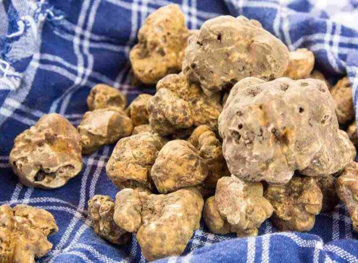 In questo periodo dell'anno è magica, la "Città del tartufo" patrimonio Unesco, tutti i dettagli