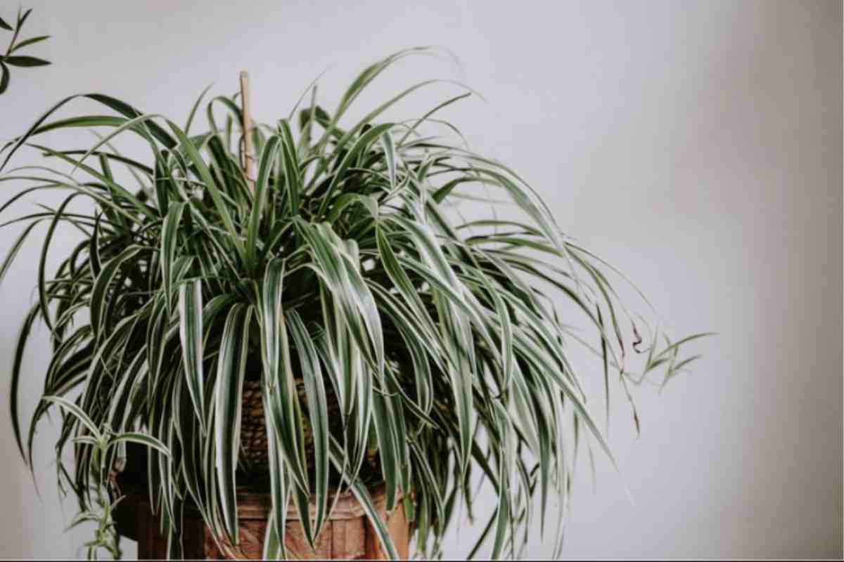 Oltre all’impiego di queste piante specifiche, gli esperti sottolineano l’importanza di adottare alcune abitudini fondamentali per prevenire la presenza di muffa e condensa.