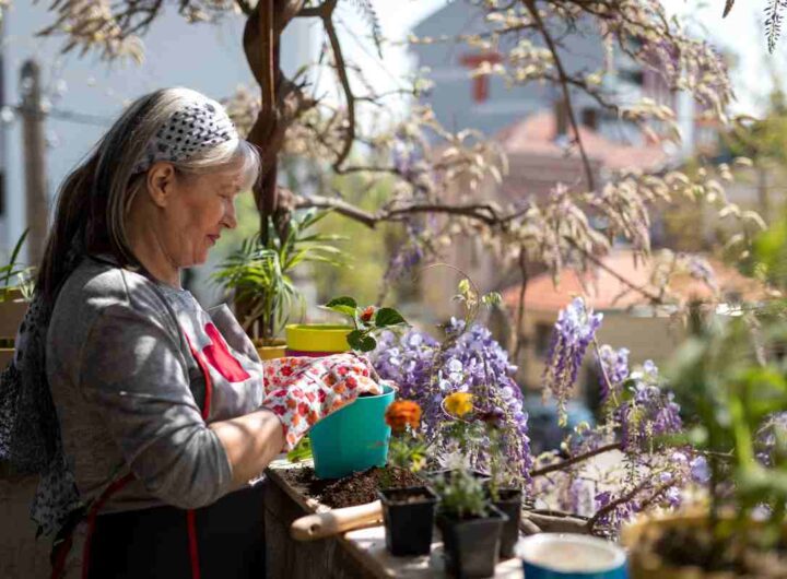 Bellissime e resistenti, senza troppe cure: scegli queste piante e a Natale saranno rigogliose