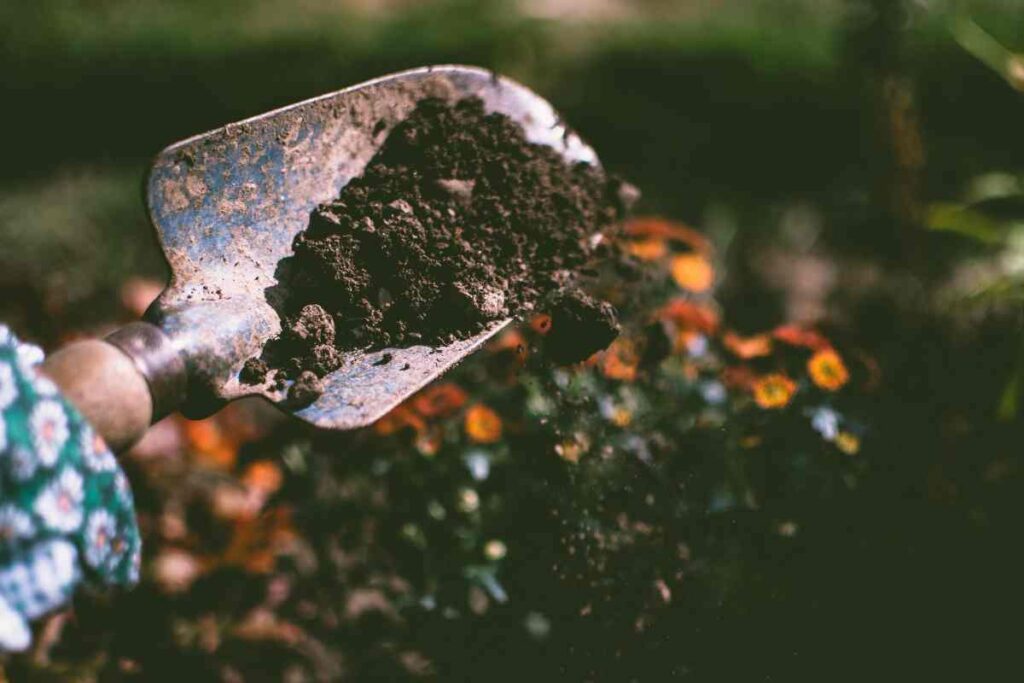 Se lo trovi nel tuo giardino, sei milionario
