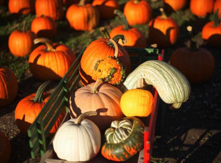 zucche come centrotavola, ecco come